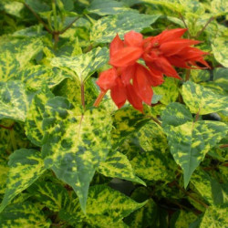 Sauge Splendens Dancing Flame