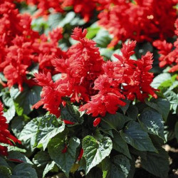 Sauge Splendens Oasis Rouge