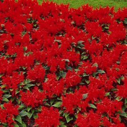 Sauge Splendens Reddy Rouge
