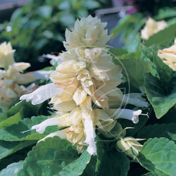 Sauge Splendens Sizzler Blanche