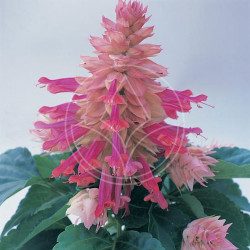 Sauge Splendens Sizzler Burgundy Halo