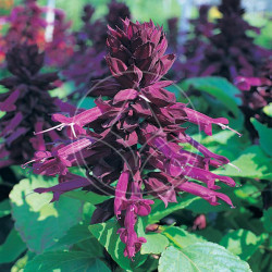 Sauge Splendens Sizzler Poupre Violet