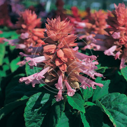 Sauge Splendens Sizzler Rose