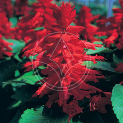 Sauge Splendens Sizzler Rouge