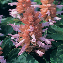 Sauge Splendens Sizzler Saumon Bicolore