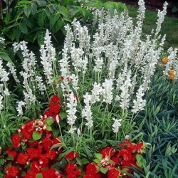 Sauge Victoria Blanc Demi Naine