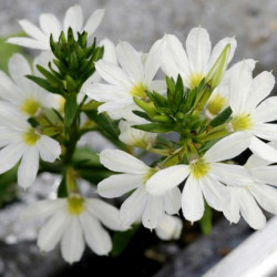 Scaevola Crystal