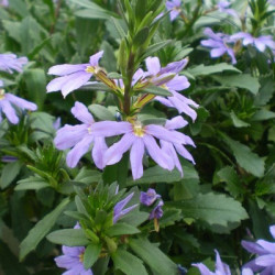 Scaevola Saphira