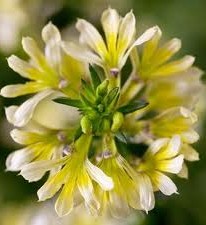 Scaevola Suntastic Yellow