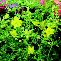 Scoporia Lemon Mist