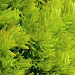 Sedum Lemon Ball