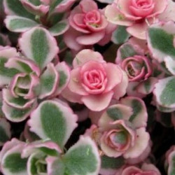 Sedum Tricolor