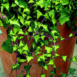 Senecio Variegata