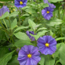 Solanum Thurino