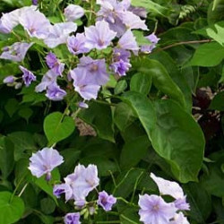 Solanum Wendlandii Colonne