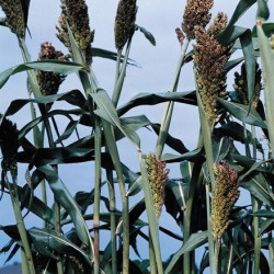 Sorghum Nigrum