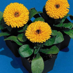Souci Calypso Jaune/Orange
