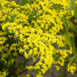 Statice Royal Jaune