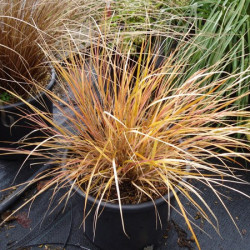 Stipa Arundinacea Sirocco