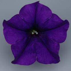 Pétunia Ret. Surfinia Blue