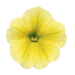 Pétunia Ret. Surfinia Victorian Yellow