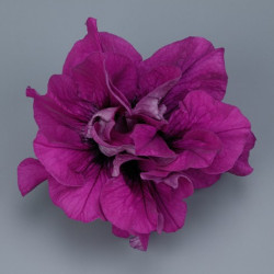 Pétunia Ret. Surfinia Double Purple