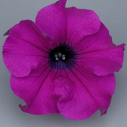 Pétunia Ret. Surfinia Giant Purple
