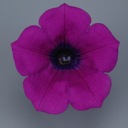 Pétunia Ret. Surfinia Repens Purple