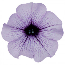 Pétunia Ret. Surfinia Purple Vein Compact