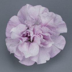 Pétunia Ret. Surfinia Double Pink