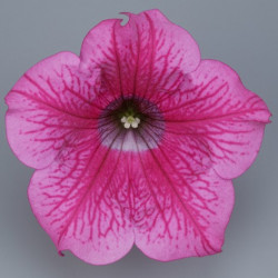 Pétunia Ret. Surfinia Hot Pink