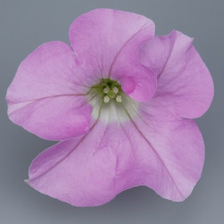 Pétunia Ret. Surfinia Pastel 2000