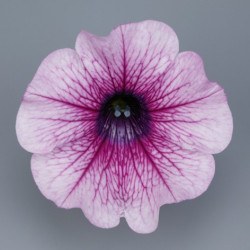 Pétunia Ret. Surfinia Rose Vein