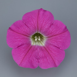 Pétunia Ret. Surfinia Pink Mini 2000
