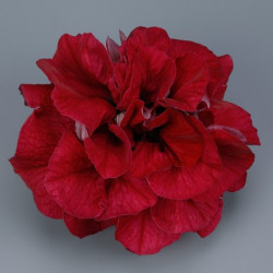 Pétunia Ret. Surfinia Double Red