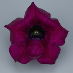 Pétunia Cascade SANGUNA Burgundy rouge foncé