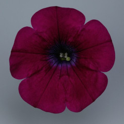 Pétunia Ret. Surfinia Repens Velvet
