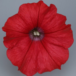 Pétunia Ret. Surfinia Red