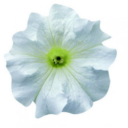 Pétunia Ret. Surfinia Snow