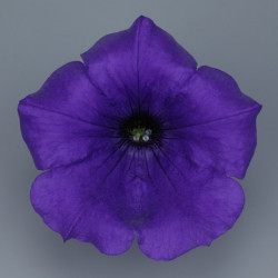 Pétunia Ret. Surfinia Violet 06