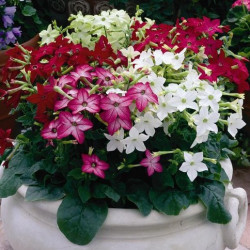 Tabac Saragota Purple Bicolor