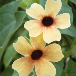Thumbergia Alata African Sunset