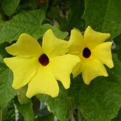 Thumbergia Alata Lemon