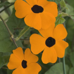 Thumbergia Alata Orange Beauty