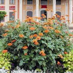 Tithonia Fiesta Del Sol