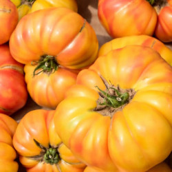 Tomate Ananas