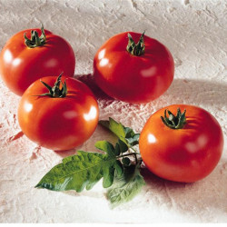 Tomate Brenda