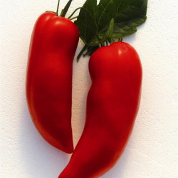 Tomate Cornabel