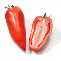 Tomate Andine Cornue