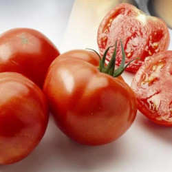 Tomate Maestria